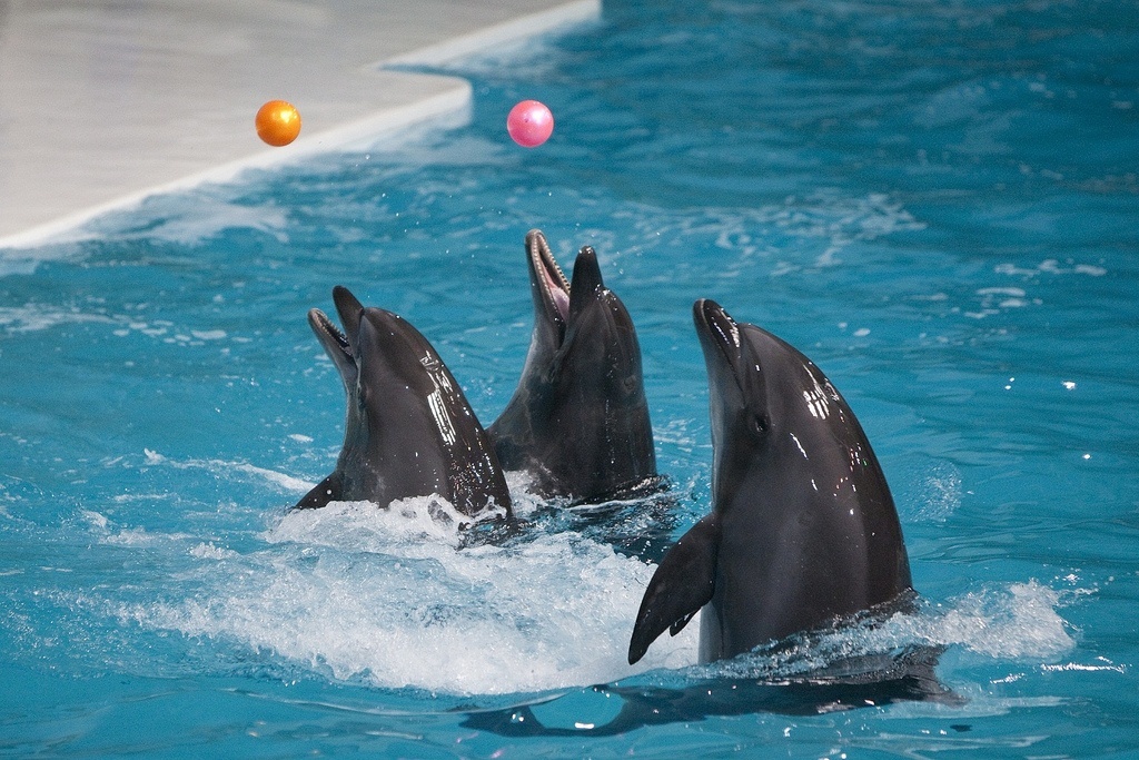 Dubai-Dolphinarium