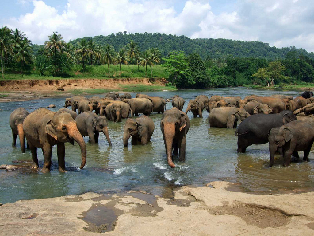 15772321895_5d1f6eb07c_b_pinnawala-elephant-orphanage