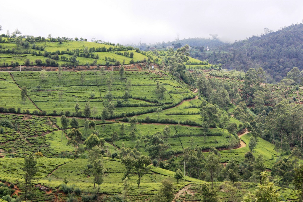 4713904204_be53c03fa9_b_nuwara-eliya-tea-garden