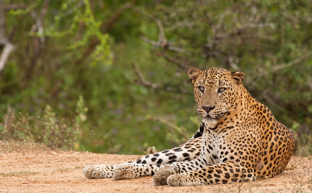 5860289281_a2ceb482b0_b_yala-leopard